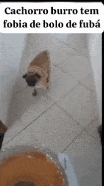 a pug dog is standing next to a cake on the floor .