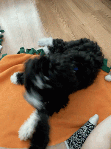 Benny Aussiedoodle GIF - Benny Aussiedoodle Maybe GIFs