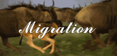 a blurred image of a herd of wildebeest with the word migration written in white
