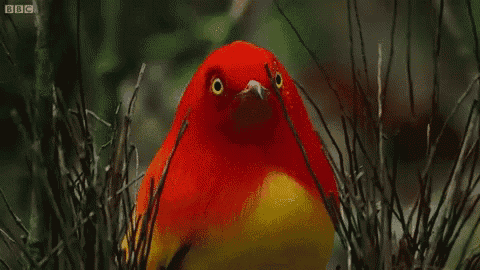 Sigh Bird GIF - Sigh Bird Bowerbird GIFs