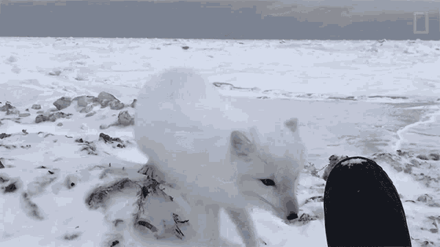 Sniffing National Geographic GIF - Sniffing National Geographic A Friendly Arctic Fox Greets Explorers GIFs
