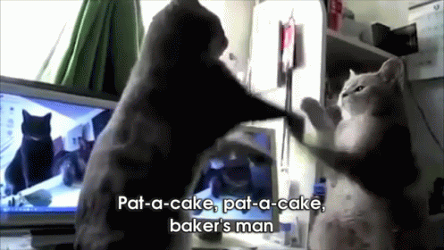 Two Cats Playing Pat-a-cake GIF - Cats Cat Cute GIFs
