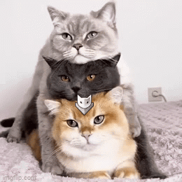 Gw2-cat-stack Catmander GIF - Gw2-cat-stack Cat-stack Catmander GIFs