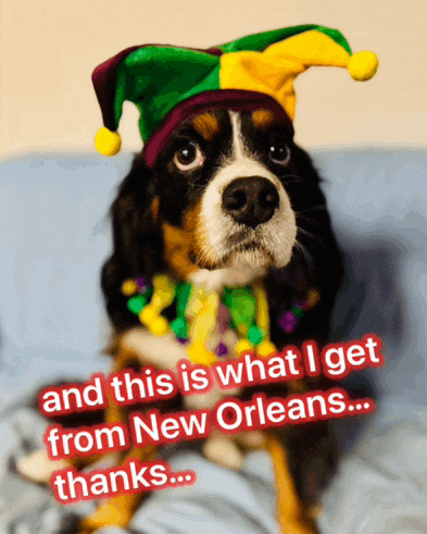 a dog wearing a jester hat and a mardi gras outfit