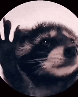 a raccoon is waving its paw at the camera in a close up of its face .