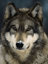 Wolfy GIF - Wolfy GIFs