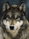 a close up of a wolf 's face with a blue background .