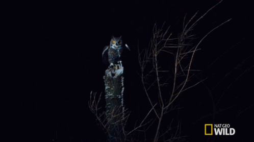 Flying Away Great Horned Owl On The Hunt GIF - Flying Away Great Horned Owl On The Hunt Im On My Way GIFs