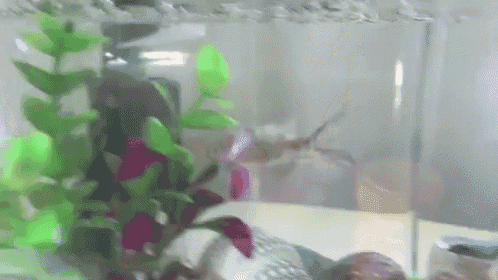 a fish is swimming in a tank with green plants