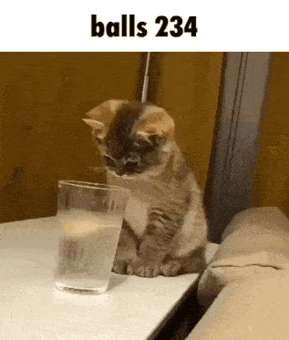 a kitten is sitting next to a glass of water with the words balls 234 above it