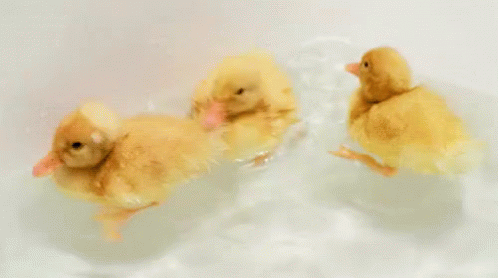 :) GIF - Duck Duckling Swimming GIFs