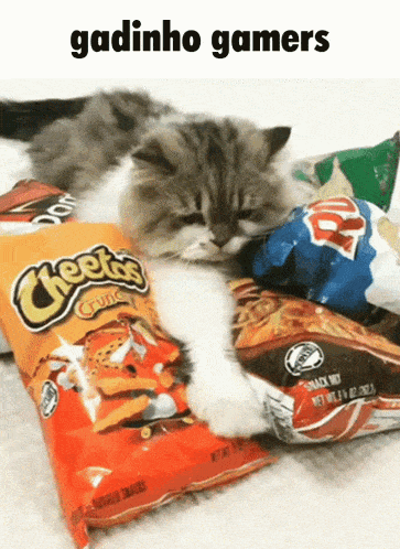 a cat laying on top of a bag of cheetos chips
