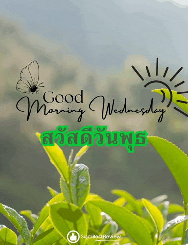 a picture of a butterfly with the words good morning wednesday on it
