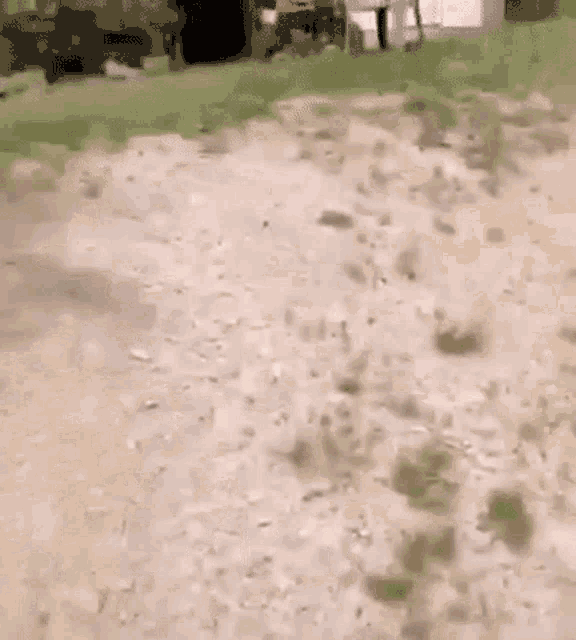 a dog is walking across a dirt road in a field .