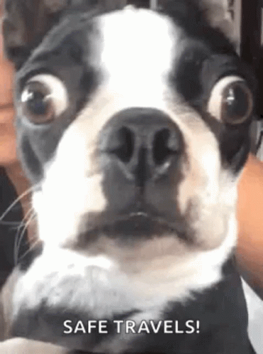 Funny Animals GIF - Funny Animals Wide GIFs
