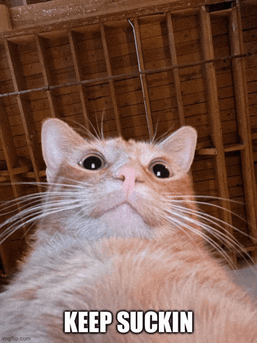 a cat with the words keep suckin written below it