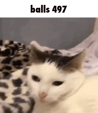 a cat is laying on a bed next to a blanket with the words `` balls 497 '' written on it .