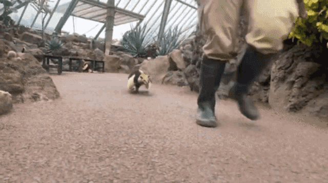 a person is walking with a penguin in a zoo