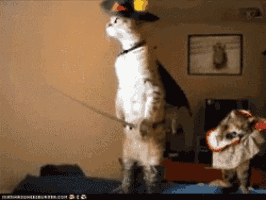 a cat wearing a hat and boots stands next to a smaller cat