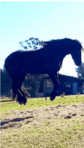 a black horse jumping in the air in a field