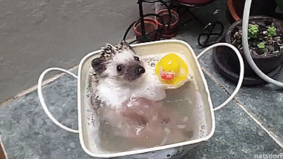 a hedgehog is taking a bath in a bowl with a rubber duck in it