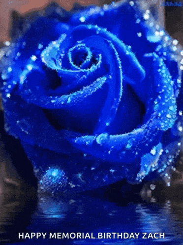 a blue rose with the words happy memorial birthday zach
