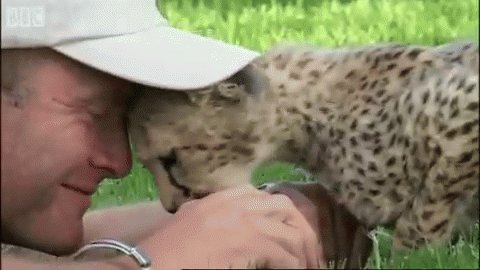 Why Hello GIF - Animals Cheetah Cub GIFs