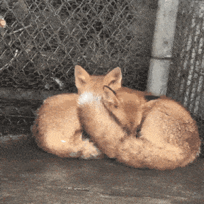 Fox Cuddle GIF - Fox Cuddle GIFs