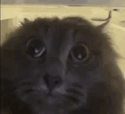 Tuh Cat GIF - Tuh Cat Goofy Cat GIFs