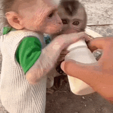 two baby monkeys are drinking milk from a bottle