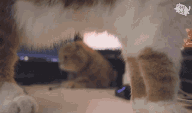 a cat 's tail is visible behind another cat