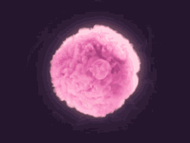a close up of a pink flower with a dark background