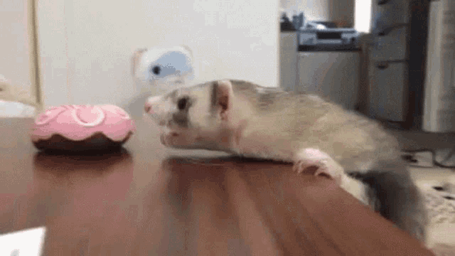 Ferret Hungry GIF - Ferret Hungry Cant Reach GIFs