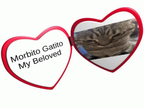 Morbito Gatito GIF - Morbito Gatito GIFs