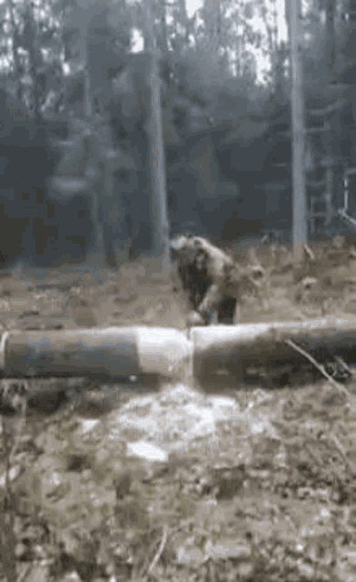 a bear is cutting a log with a chainsaw in a forest .