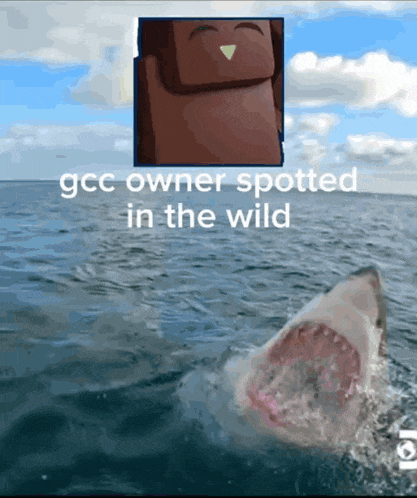 a picture of a shark in the ocean with the caption " ggc owner spotted in the wild "