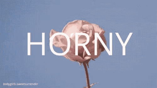 a close up of a pink rose with the word horny written on it