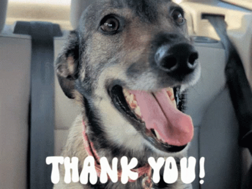 Thank You Thanks GIF - Thank You Thanks Dog Adventures GIFs