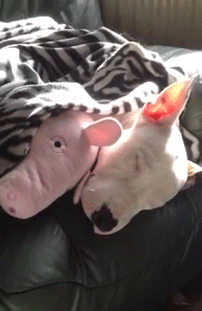 Bacon? GIF - Dog Sleep Cute GIFs