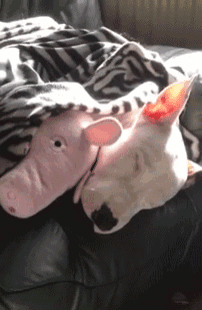 two stuffed pigs laying on a couch with a blanket