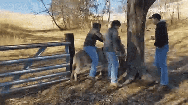 Burro Donkey GIF - Burro Donkey Ride GIFs
