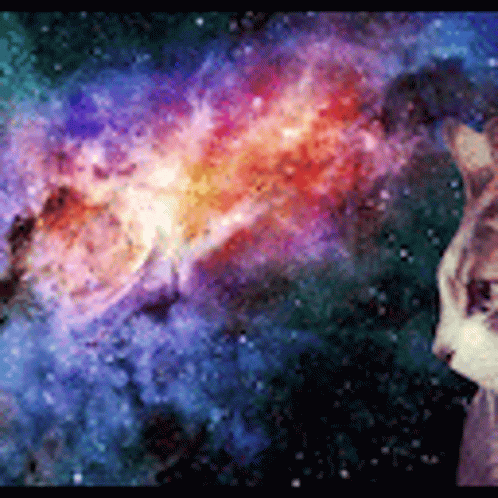 Cat Space GIF - Cat Space Galaxy GIFs