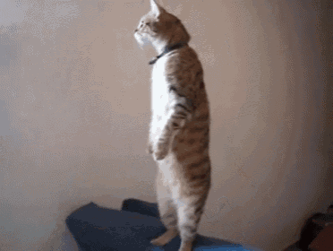 Did You See That?! GIF - Cat Stand Wtf GIFs