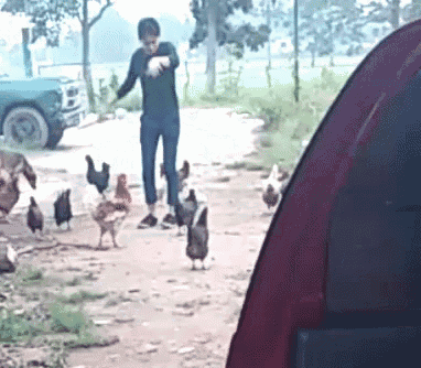 a man is feeding chickens on a dirt road in front of a tent