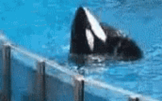 a couple of killer whales are swimming in the water behind a fence .