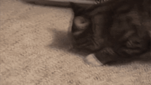 a cat is laying on a carpet and looking at the camera .