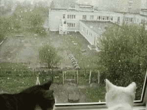 two cats are looking out of a window at a snowfall .