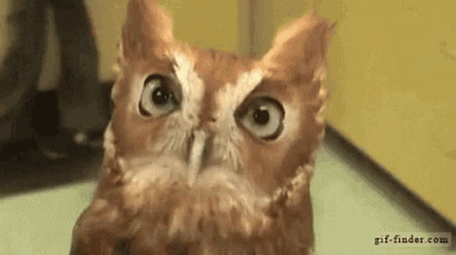 a close up of an owl with a cat 's face on it .