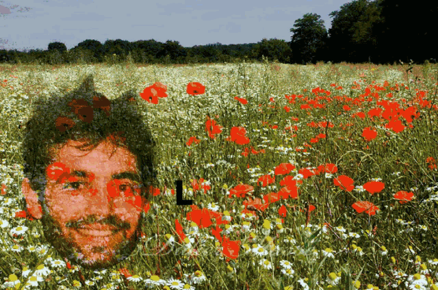 a man 's face is visible in the middle of a field of red flowers