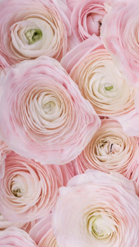 Lrose222 Loverose GIF - Lrose222 Loverose Pink Love Rose GIFs